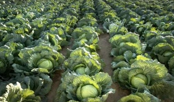 Cabbage