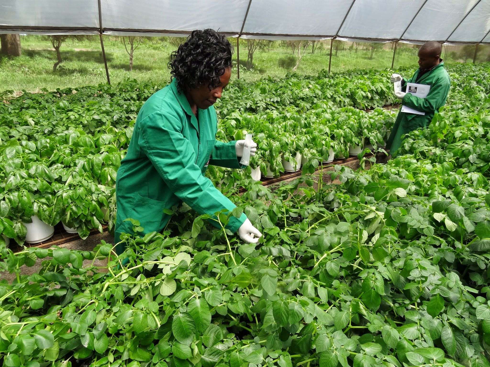 Potato plant inspection