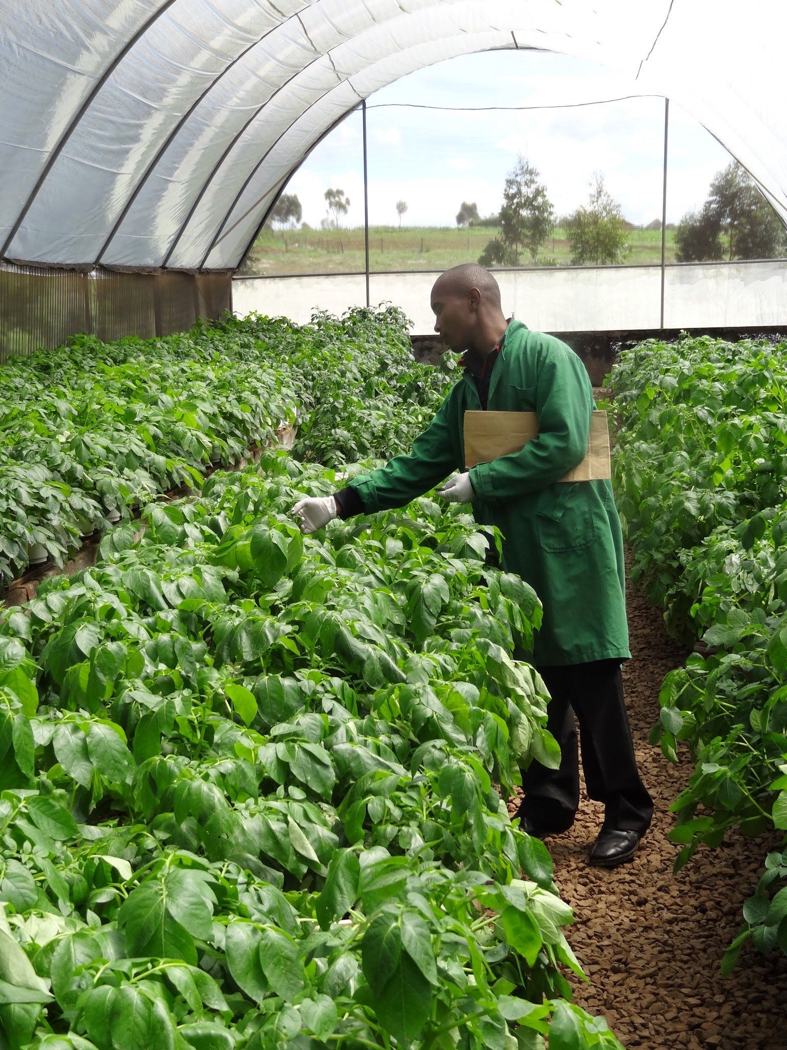 potato inspection 3 image