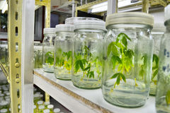 Tissue culture