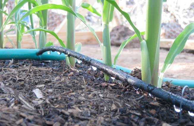 Drip irrigation image