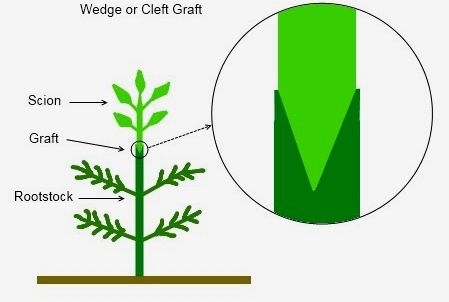 grafting