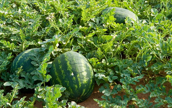 melon